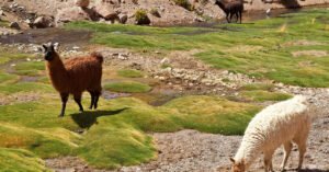 Qual é o coletivo de Alpaca? Conheça a resposta e saiba mais