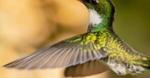 Coletivo de Beija-flor: significado, origem e curiosidades