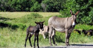 Qual o coletivo de Burro? Conheça o nome e mais detalhes