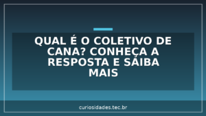 Qual é o coletivo de Cana? Conheça a resposta e saiba mais