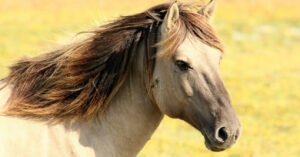 Coletivo de Cavalo — significado e curiosidades da língua portuguesa