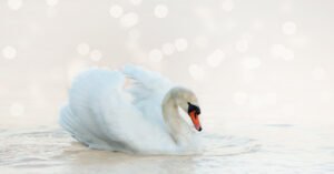 Coletivo de Cisne: nome, significado e fatos curiosos