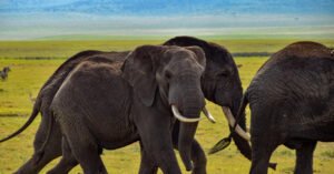 Coletivo de Elefante: significado, origem e curiosidades