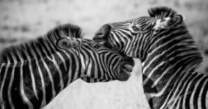Coletivo de Zebra: nome, significado e fatos curiosos